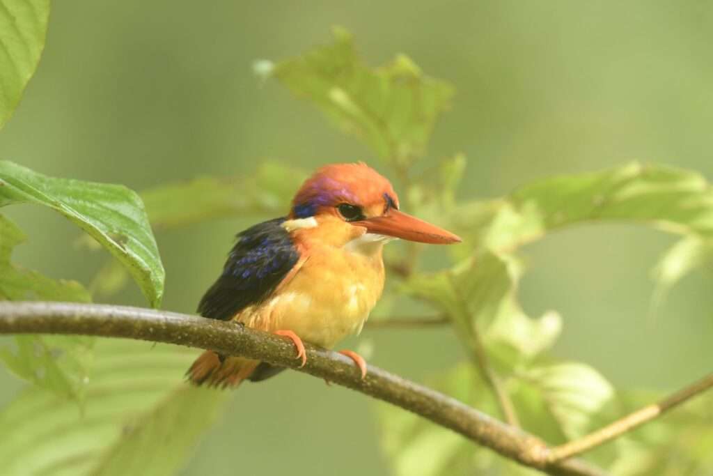 Colorful sights of the Black-backed Dwarf Kingfisher.