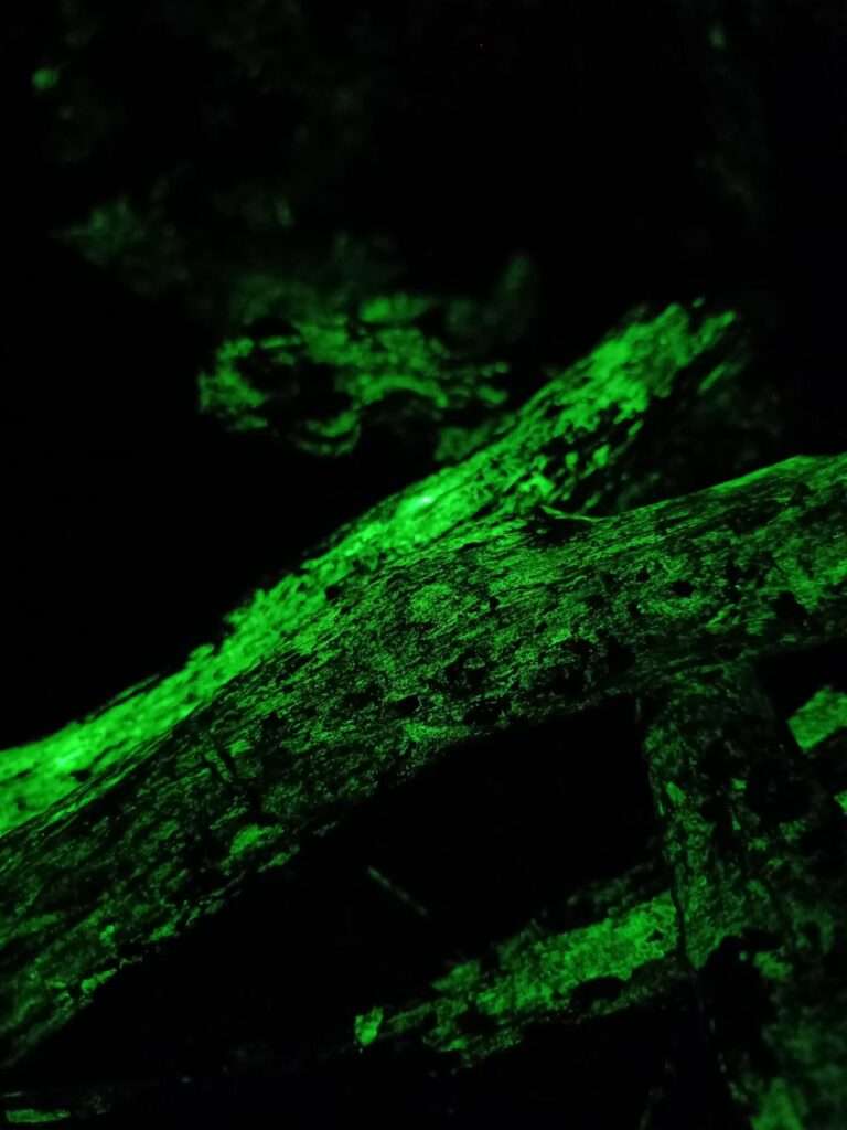 Bioluminiscent Fungi (1)
