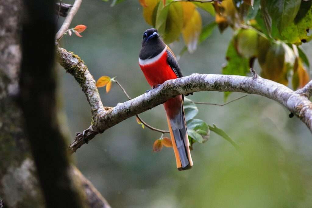 Birding & nature photography experience at a Bird Watching place in Goa