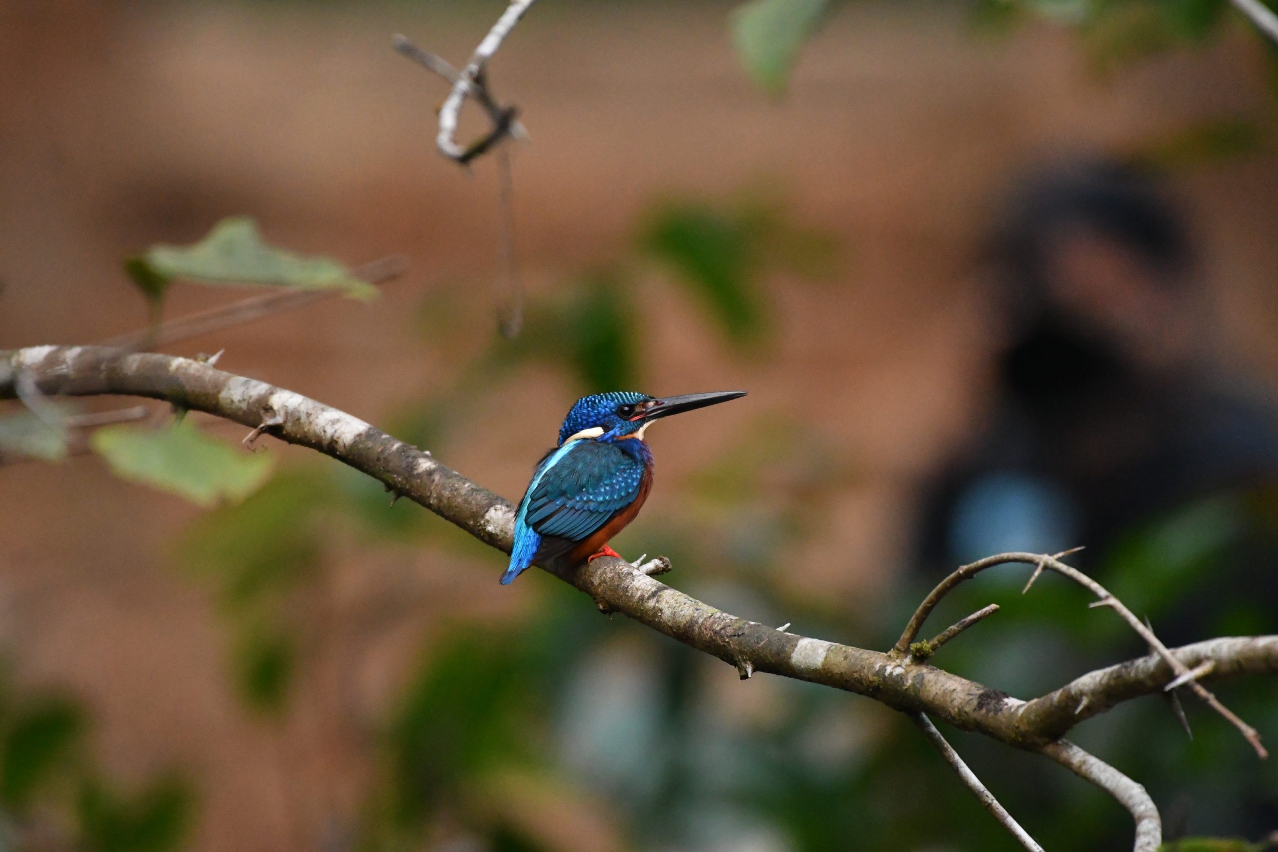 Blue-eared Kingfisher