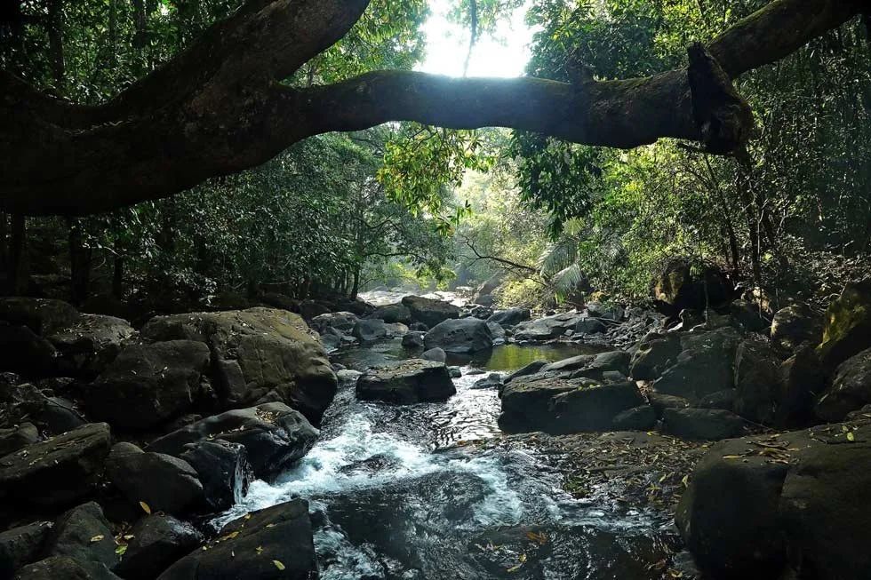 Scenic view of Bhagwan Mahavir Wildlife Sanctuary's lush greenery and wildlife