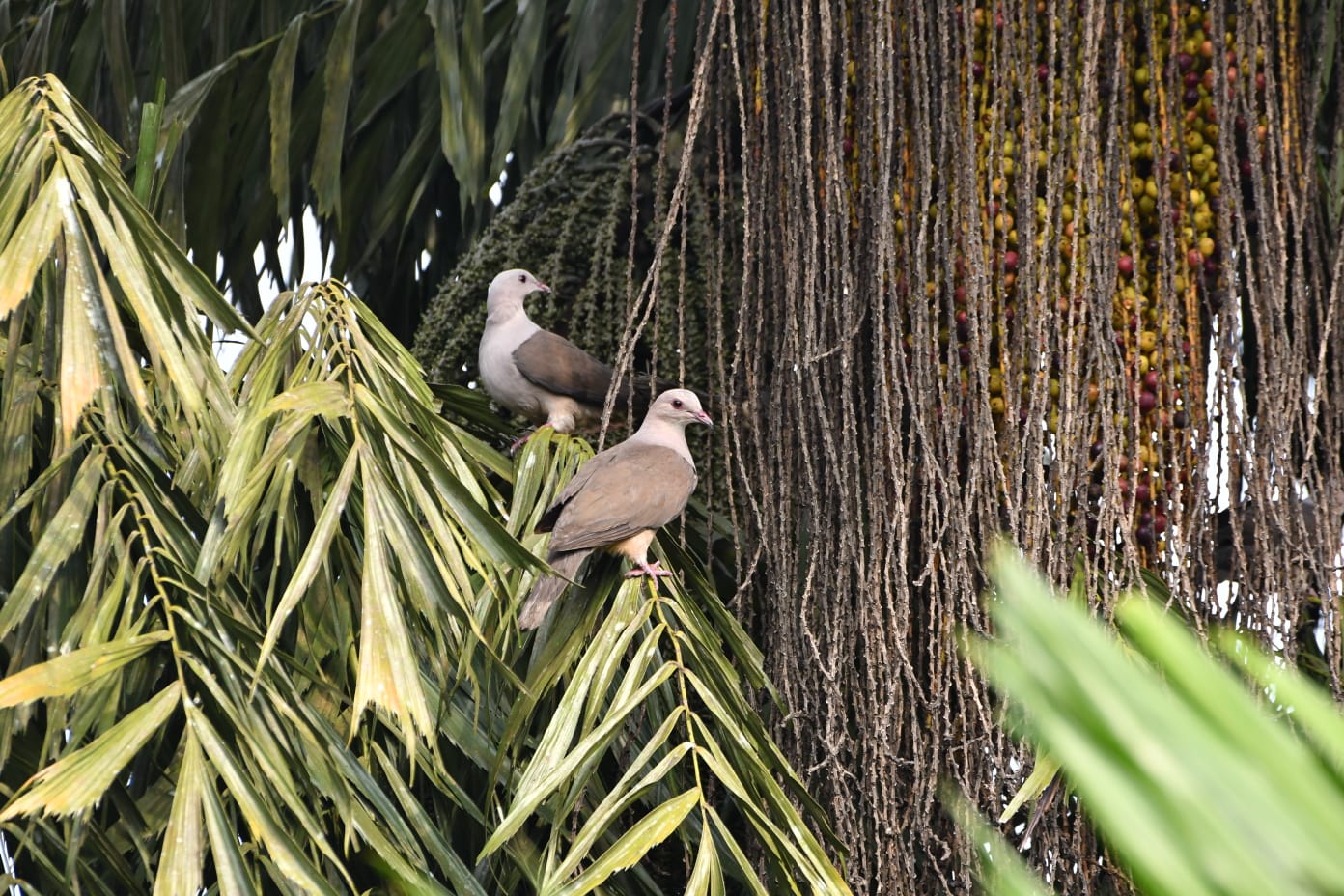 Malabar Imperial Pigeon