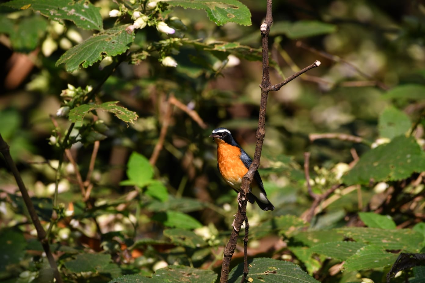 Indian Blue Robin