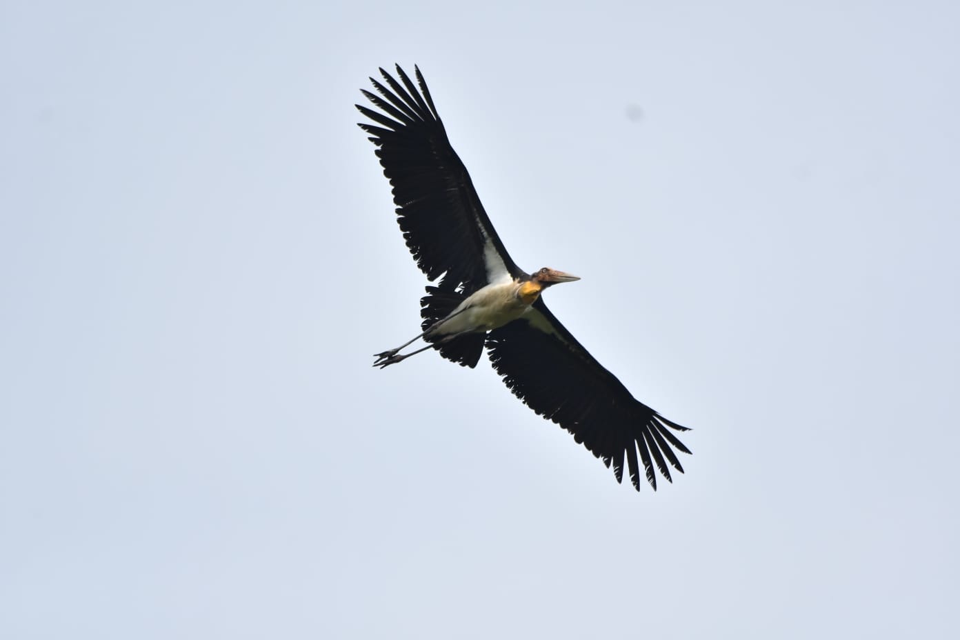 Lesser Adjutant