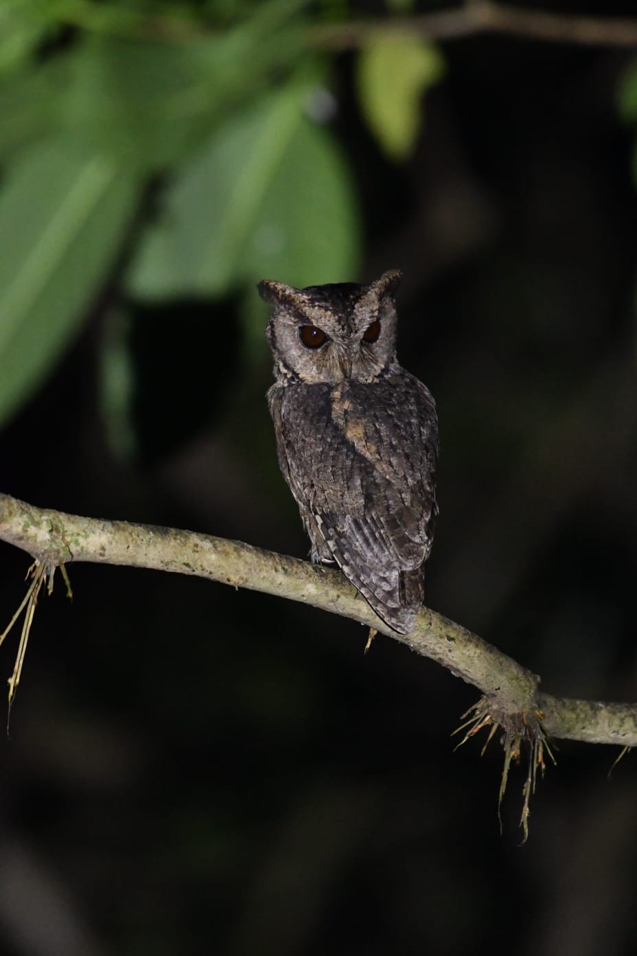 Scops Owl