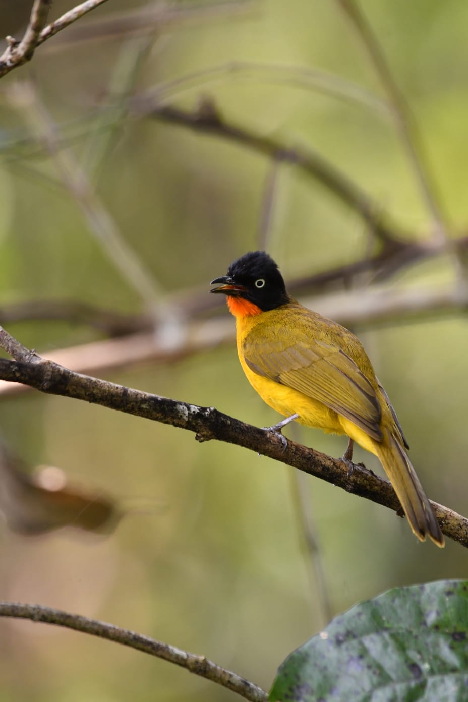 Flame-throated Bulbul