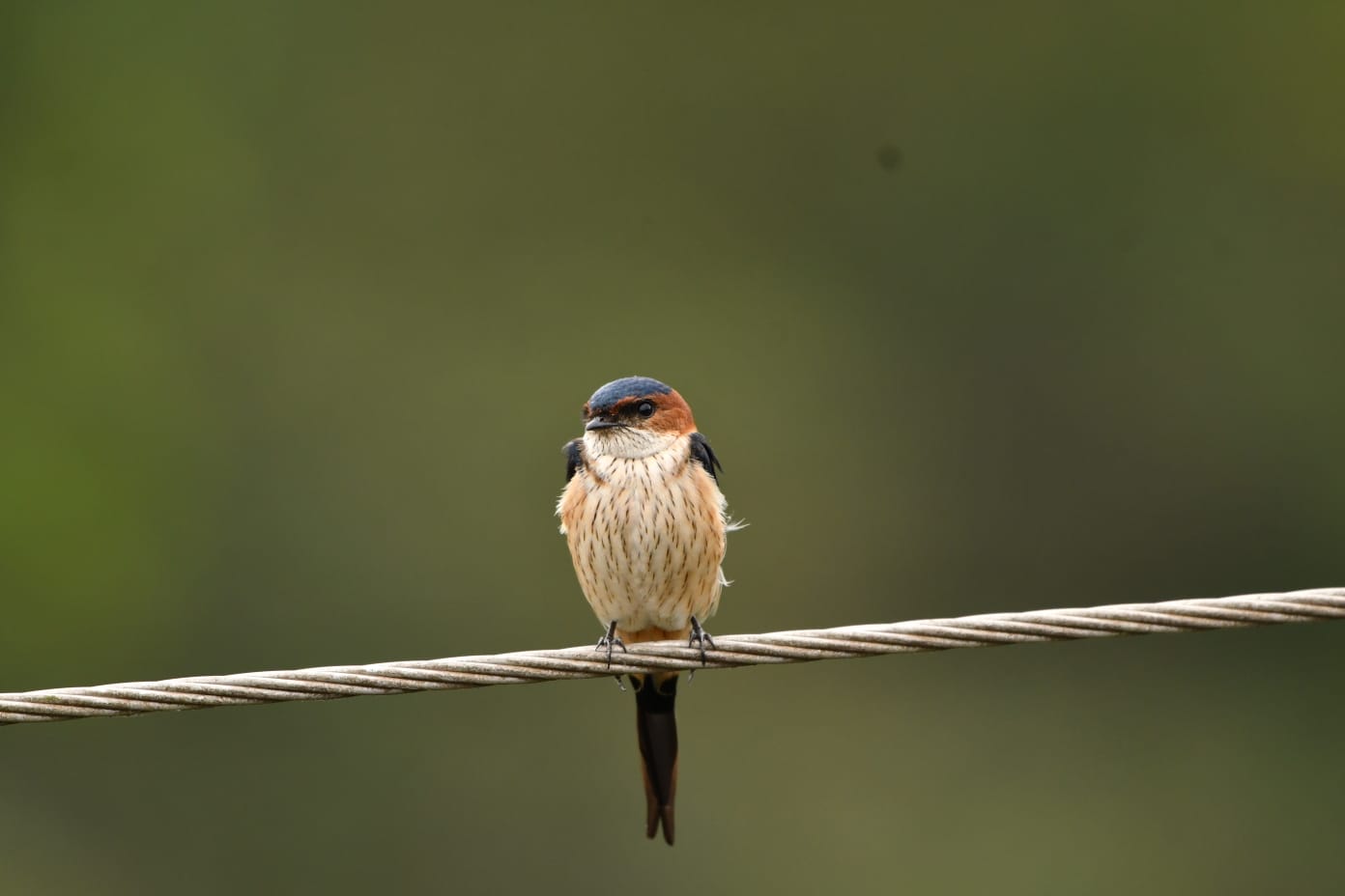 Red-rumped Swallow