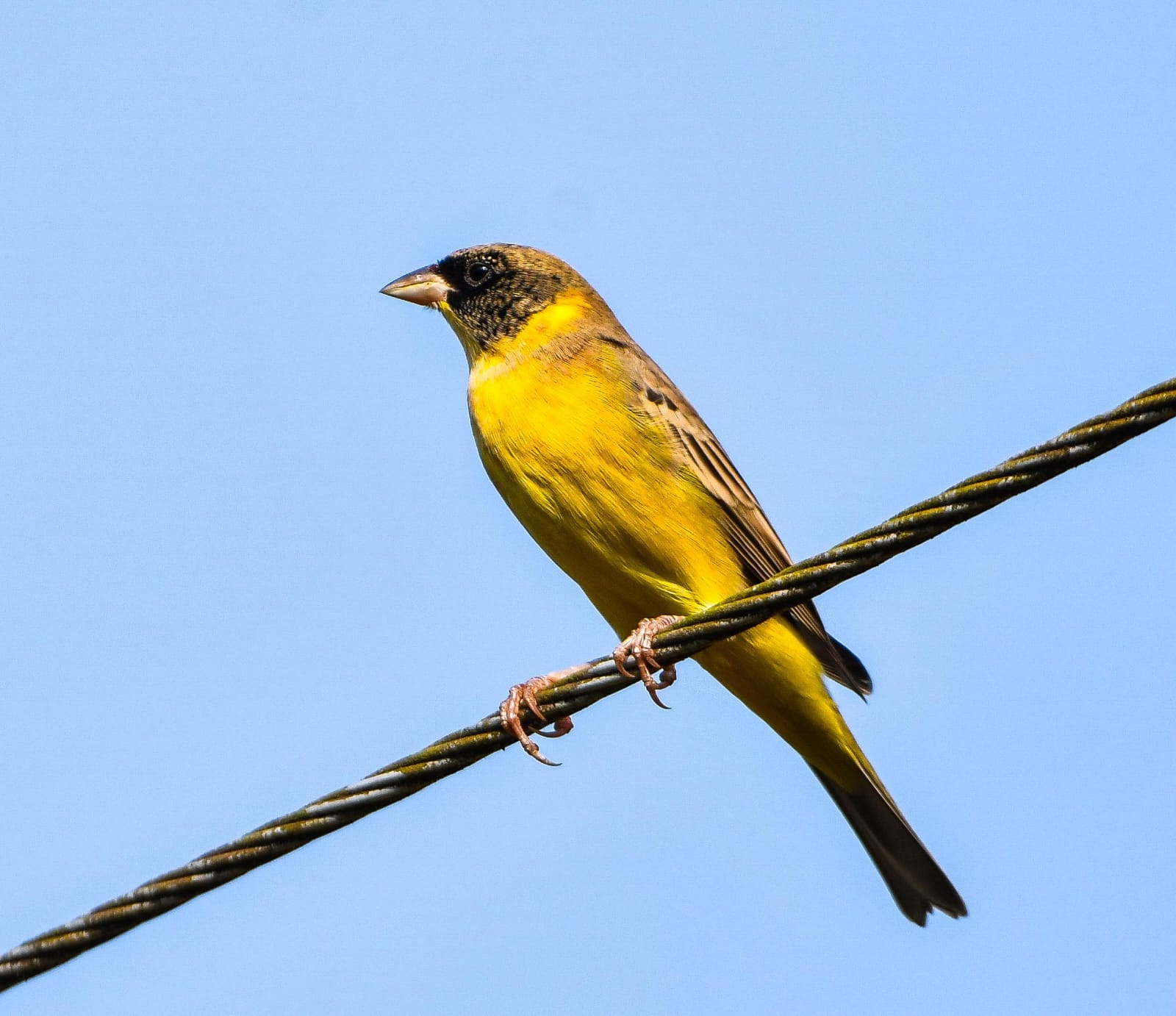 Black-headed Bunting