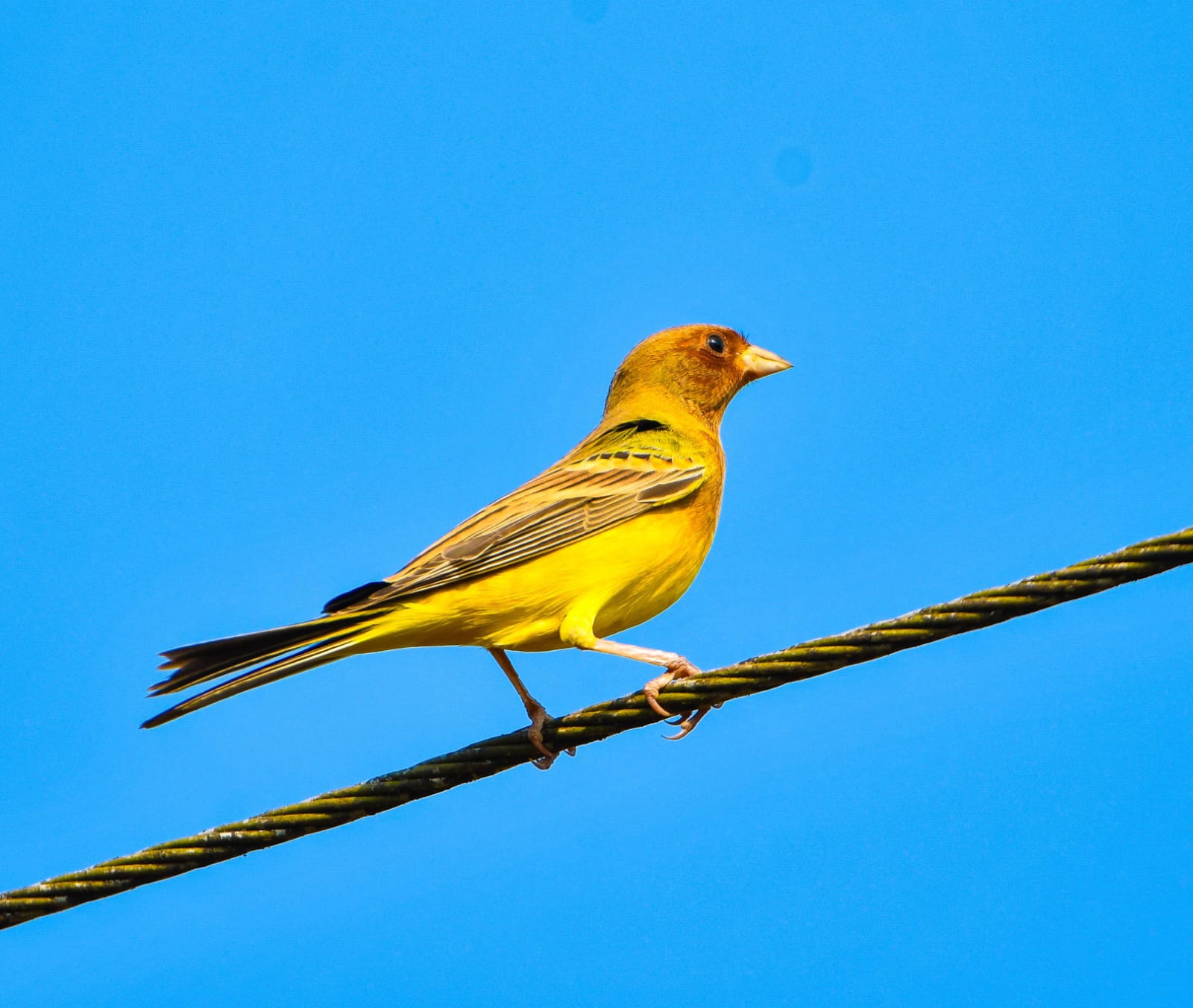 Red-headed Bunting