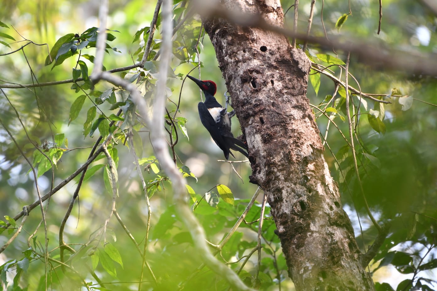 White-bellied Woodpecker