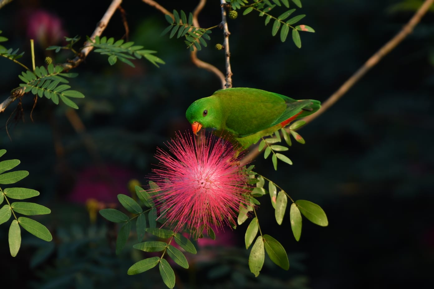 Vernal Hanging Parrot