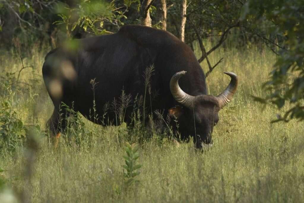 Nature Resorts in Goa