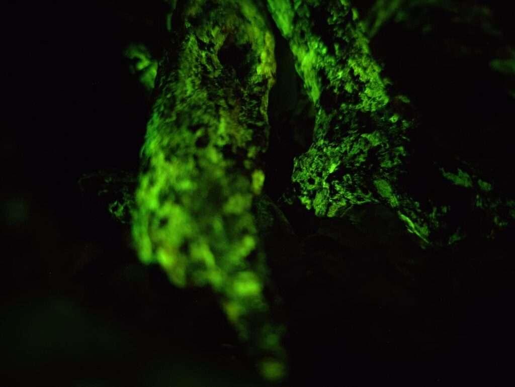 Experience the Magic of Bioluminescence in Monsoon