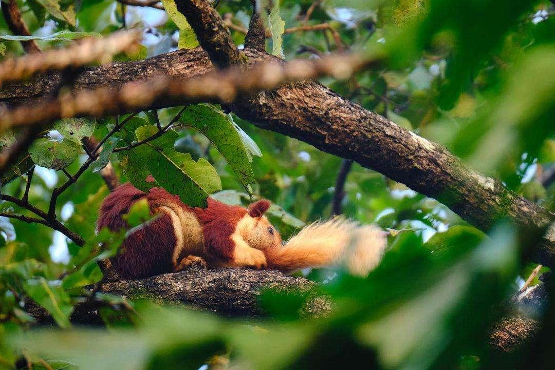Jungle Safari in Goa