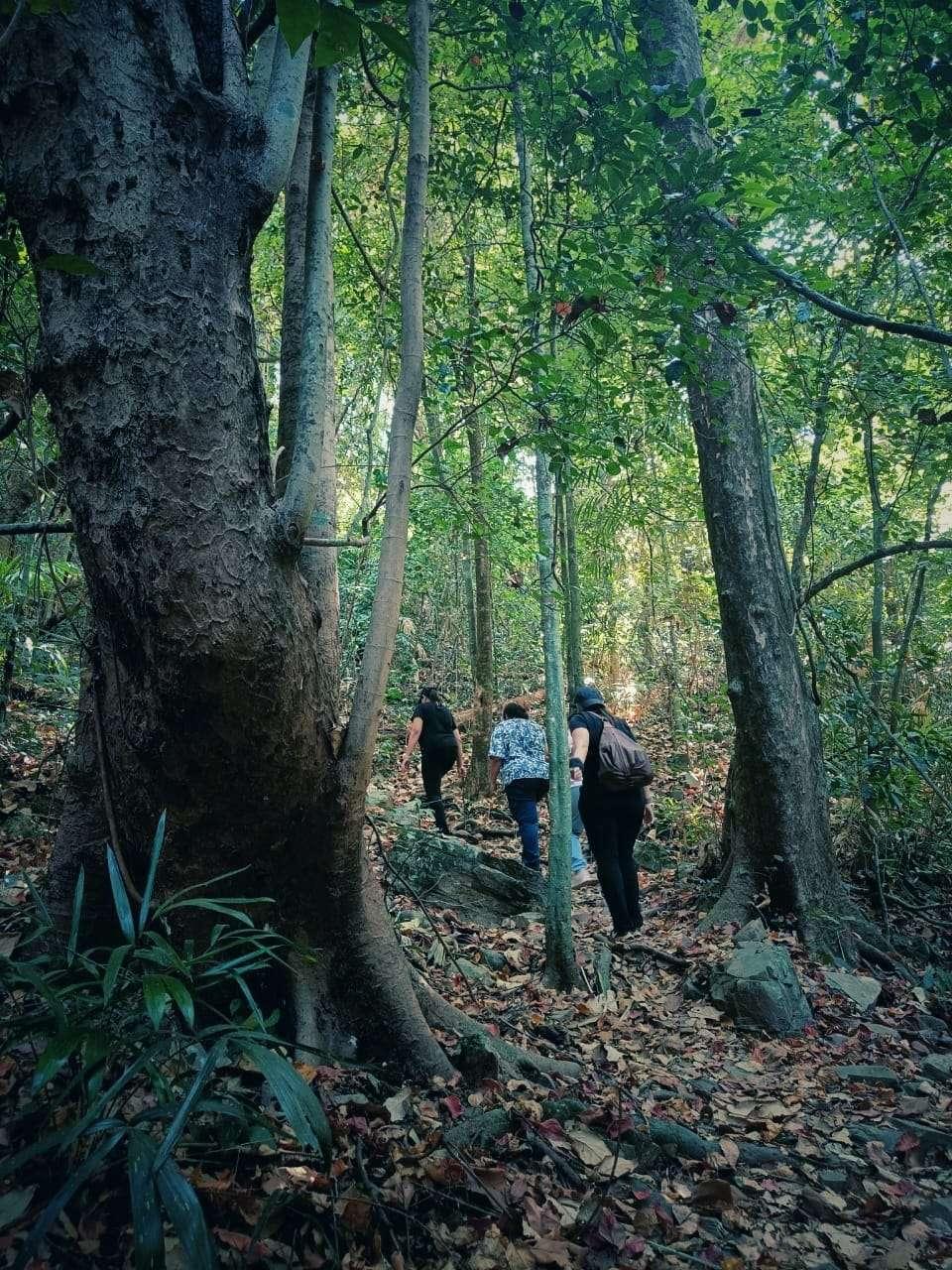 Enjoy Exciting Forest Trekking Adventures at Our Family Resort in Goa